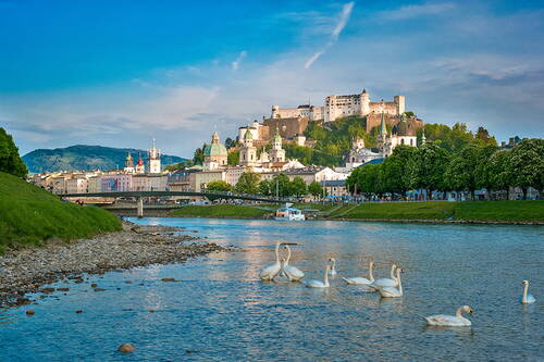 Weiße Schwäne gleiten auf einem Fluss vor der historischen Altstadt von Salzburg mit der Festung Hohensalzburg auf einem grünen Hügel im Abendlicht