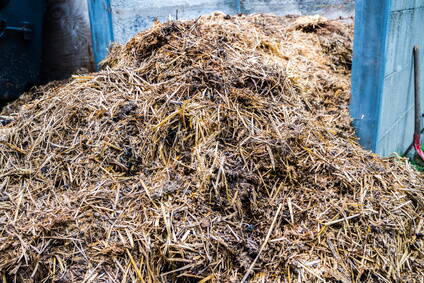 Großer Haufen frischen Stallmists aus Stroh und Tierdung in einem offenen Abstellbereich